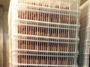 “Түмэн шувуут”-ын өндөгнөөс дээж авч, хяналт тавин ажиллаж байна ondog