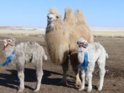 Сайн цагийн эхлэл хэмээх “ИХЭР БОТГО” мэндэлжээ Iher Botgo