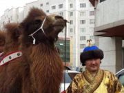 Бөхийн өргөөний гадаа АТАН ТЭМЭЭ… Жавхлан ба тэмээ