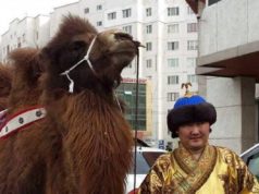 Бөхийн өргөөний гадаа АТАН ТЭМЭЭ… Жавхлан ба тэмээ