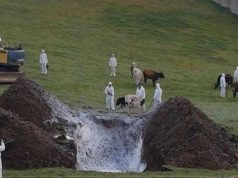 Шүлхийгээр хорогдсон 49 үхрийг 41,3 сая төгрөгөөр үнэлж нөхөн төлбөр ногдуулна Шүлхий