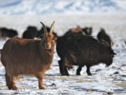 “Малын удмын сангийн үндэсний төв”-ийн нээлт болно малын удмын сан