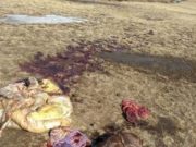 Монголчууд малыг зэрлэгээр тарчлаан зовоож амийг нь тасалдаггүй!!! малын хулгай