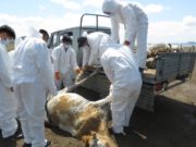 Малын сэг зэмийг цэвэрлэх, ариутгах ажил хийгдэж байна сэг зэм малын