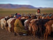 Малчдад нэн шаардлагатай байгаа “МАЛЫН ЭМ”-ийг үнэгүй олгоно