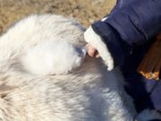 Хөдөө орон нутгийн НООЛУУРЫН ханшийн мэдээ Nooluuriin hansh