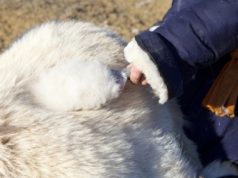 Хөдөө орон нутгийн НООЛУУРЫН ханшийн мэдээ Nooluuriin hansh