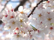 Япончуудын үндэсний бэлгэдэл болсон САКУРА цэцэглэх цаг Sakura