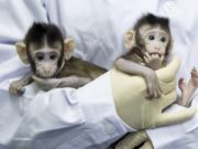 Хүнтэй төстэй хөхтөн амьтны КЛОН-ыг амжилттай бүтээжээ Сармагчны колон