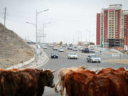 АНХААРУУЛГА: Шүлхийтэй мал нэвтрүүлвэл хариуцлага тооцно!