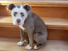 Хамгийн уйтгартай царайтай нохой МАДАМ delhiin hamgiin gunigtai nohoi