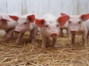 Зөвшөөрөлгүй гахайн аж ахуй эрхэлдэг нэгжүүдийг цэгцэлнэ