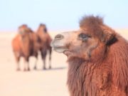 ФОТО: Элсэн говийн эзэн ТЭМЭЭН СҮРЭГ gowi nutgiin gaihamshig