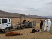 Малын сэг зэмийг булж устган, халдваргүйжүүлэв maliin seg zem