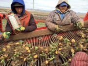 Налайхын 224 өрх тариалалт хийж, 235 тонн ургац хураажээ urgats-huraalt