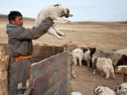 Баян-Өлгийд мал төллөлт 21,8 хувьтай байна мал төллөлт