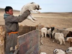 Баян-Өлгийд мал төллөлт 21,8 хувьтай байна мал төллөлт