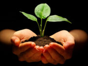 УРИАЛГА: “Мод тарих үндэсний өдөр”-т иргэн бүхэн МОД тарьцгаая Mod tarih-undesnii odor