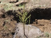 Баянзүрх дүүргийн иргэд 2160 мод, бут, сөөг тарьжээ baynzurh_duurgiin irged