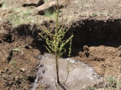 Баянзүрх дүүргийн иргэд 2160 мод, бут, сөөг тарьжээ baynzurh_duurgiin irged