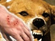 СЭРЭМЖИЛ: Галзуу өвчнөөс болгоомжил! galzuu owchin