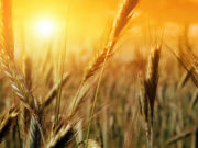 7 аймгийн 60 сумд газар тариалангийн бүс нутаг тогтоолоо gazar tarialan