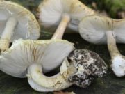 Зэрлэг мөөг идсэний улмаас 800 хүн хорджээ hortoi_moog