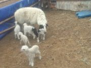 Таван ихэр хурга гаргаж малчин эзнээ баярлуулжээ howsgol aimag_tawan iher ishig