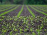 88 өрхөд бүтэн жилийн хүнсний ногооны үр олголоо hunsnii nogoonii ur