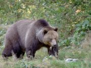 Хүрэн баавгайг бамбаруушийнх нь хамт агнажээ huren baawgai