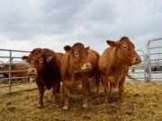 Мал эмнэлгийн Ерөнхий газар бүх сум дүүрэгт төрийн үйлчилгээг явуулна mal emnelgiin eronhii gazar