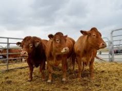 Мал эмнэлгийн Ерөнхий газар бүх сум дүүрэгт төрийн үйлчилгээг явуулна mal emnelgiin eronhii gazar