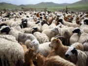 1.2 сая толгой малыг халдварт өвчнөөс урьдчилан сэргийлнэ maliin haldwart owchin