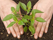 Мод, бут, сөөгийг тарьж, арчлан ургуулах талаар сургалт боллоо mod tarih surgalt