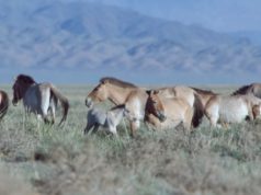 Тахийн 20 унагануудад нэр өгөх боломжтой mongol_tahi