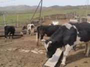 Шүлхийгээс сэргийлэх вакцинжуулалтад ТАНДАЛТ хийлээ shulhii owchnoos seriileh_tandalt