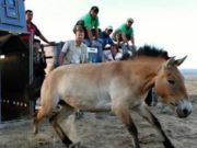 Чех улсаас ирсэн дөрвөн тахийг Монголд нутагшууллаа Praga_amitnii_hureelen_Tahi