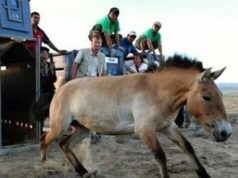 Чех улсаас ирсэн дөрвөн тахийг Монголд нутагшууллаа Praga_amitnii_hureelen_Tahi