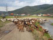 СБД мал малладаг өрхүүдийг нүүлгэж байна SBD_malchin ail_nuulgelt