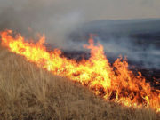 ОБЕГ: Улсын хэмжээнд ой хээрийн 50 гаруй түймэр гарчээ oin tuimer