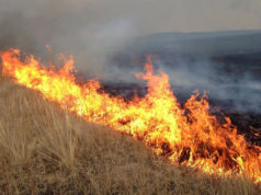 ОБЕГ: Улсын хэмжээнд ой хээрийн 50 гаруй түймэр гарчээ oin tuimer