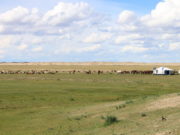 Бэлчээрийн доройтолд орсон нийт талбайн 95 хувь нь СЭРГЭХ боломжтой belcheeriin-doroitol