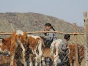 Буянт суманд боом гарч, хорио цээрийн дэглэм тогтоолоо! boom_owchin