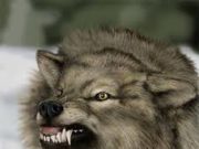 АНХААР: Галзуу өвчтэй чоно хоньчин хүүг ноцжээ! galzuu_chono