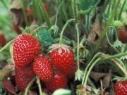 Зөвшөөрөлгүй ан хийж, самар, жимс түүвэл торгуулна! jims tuuh horiotoi