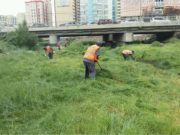 Харшлыг өдөөгч 74 тонн хөл газрын ургамлыг устгалаа shariljgui_ulaanbaatar