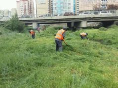 Харшлыг өдөөгч 74 тонн хөл газрын ургамлыг устгалаа shariljgui_ulaanbaatar