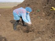 Ховд аймагт БООМ өвчний шинж тэмдэг илэрчээ! howd-aimag-boom-owchin-garlaa