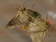 Хүр эрвээхэйнд нүцгэн гараар хүрч болохгүй! hur-erweehei