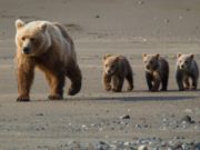 Мазаалай хамгаалах төсөл гурван жилийн хугацаатай хэрэгжинэ